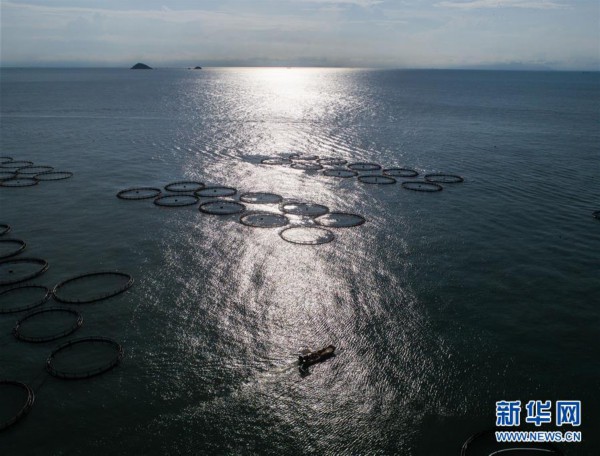 东海“海上牧场”迎丰收 碧海蓝天奏响渔歌